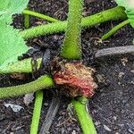 Gunnera tinctoria Bark