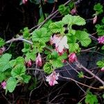 Ribes sanguineum Blüte