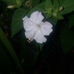 Mirabilis longiflora Blomma