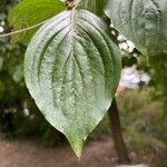 Cornus masFuelha