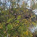 Hakea salicifolia Frucht