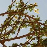 Vachellia seyal Folha