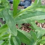 Anchusa officinalis Leaf