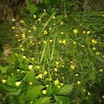 Ranunculus ophioglossifolius Kukka