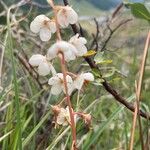 Pyrola rotundifoliaBlodyn