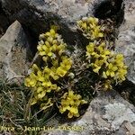 Draba hispanica Habitat