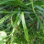 Carex pendula Feuille