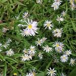 Symphyotrichum lanceolatum Virág