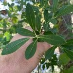 Ilex glabra Leaf