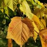 Acer rufinerve Leht