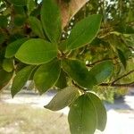 Ficus microcarpa Φύλλο