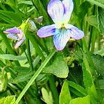 Viola elatior Flower