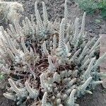 Orostachys malacophylla ശീലം