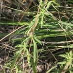 Solidago nemoralis Leaf