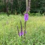 Verbena strictaFleur