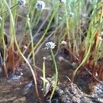 Eriocaulon aquaticum Blodyn