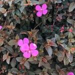 Centradenia inaequilateralis Flor