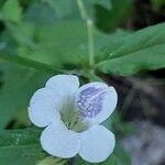 Asystasia intrusa Kwiat