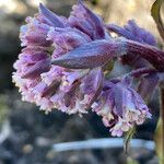Valeriana pilosa Lorea