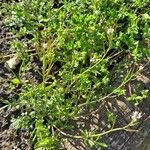 Cardamine parviflora Fuelha