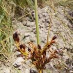 Juncus inflexusFlower