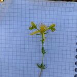 Hypericum perforatumFlower