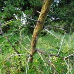 Vachellia xanthophloea Rinde