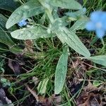 Cynoglossum amabile Φύλλο