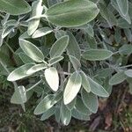 Salvia officinalis Leaf