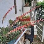 Gasteria disticha Flower