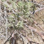Vachellia hebeclada Лист