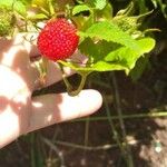 Rubus rosifolius Frukto