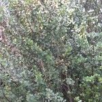 Myrsine africana Libunga