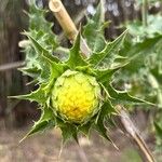 Carthamus arborescens Flor