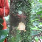Garcinia preussii Bark