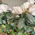 Rhododendron indicum Blad