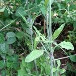 Silene italica Liść
