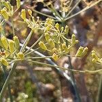 Foeniculum vulgare Vaisius