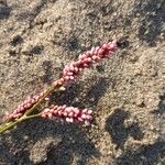 Persicaria maculosa Цвят