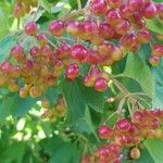 Viburnum opulusFruit