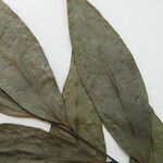 Anaxagorea prinoides Leaf