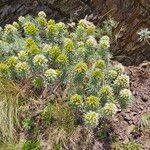 Echium brevirame Staniste