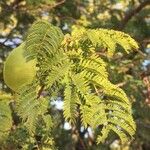 Albizia harveyi 葉