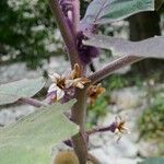 Solanum quitoense 花