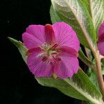 Epilobium conspersum Агульны выгляд