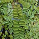 Salvinia natans Leaf