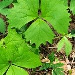 Achlys triphylla Leaf