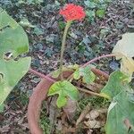 Jatropha multifida Blomst