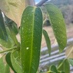 Garcinia mangostana Blatt