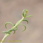 Salvia herbanica Other